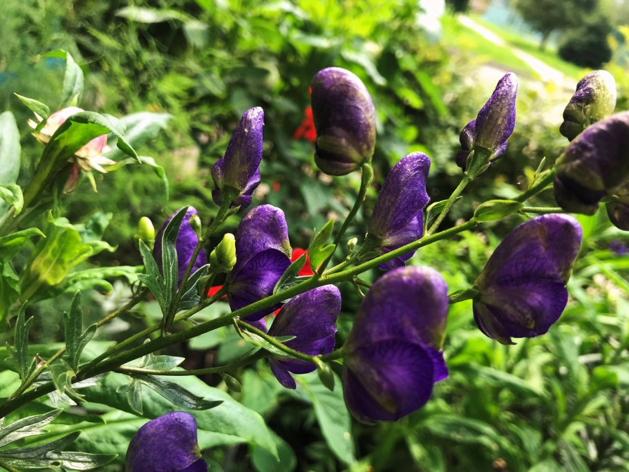 Аконит Кармихеля дельфиниум