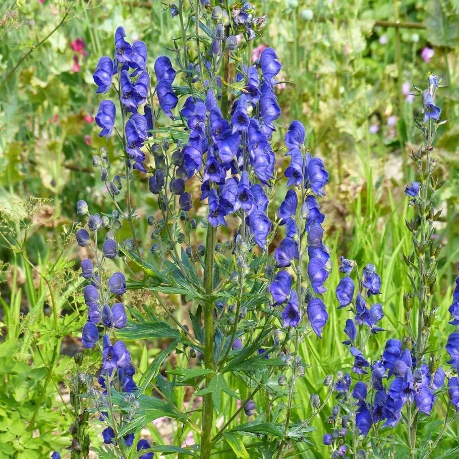 Аконит белоустый