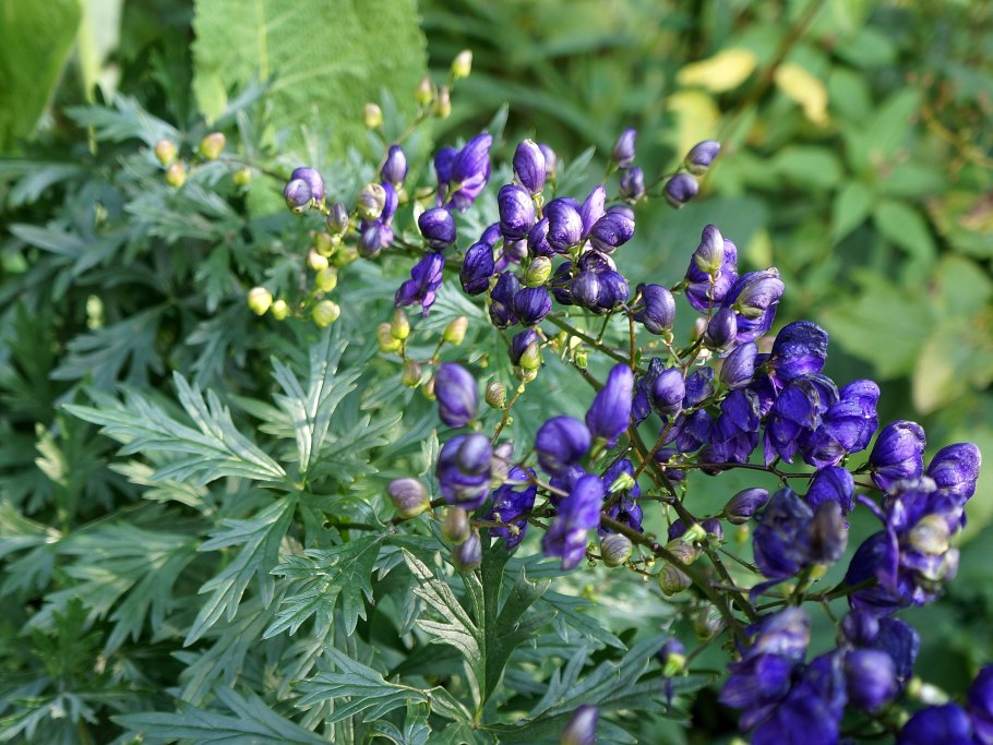 Аконит клобучковый