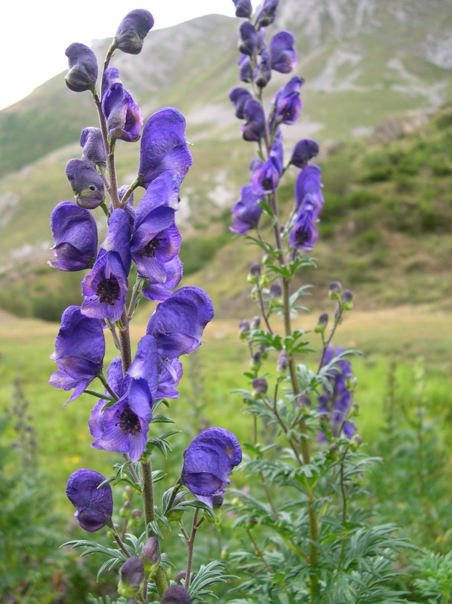 Аконит борец растение