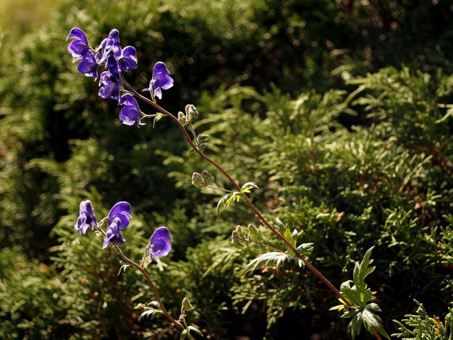 Aconitum / Аконит (борец) ’