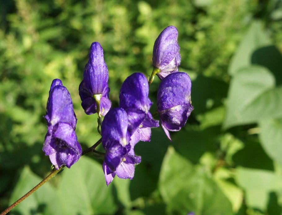 Аконит (борец, шлемник)