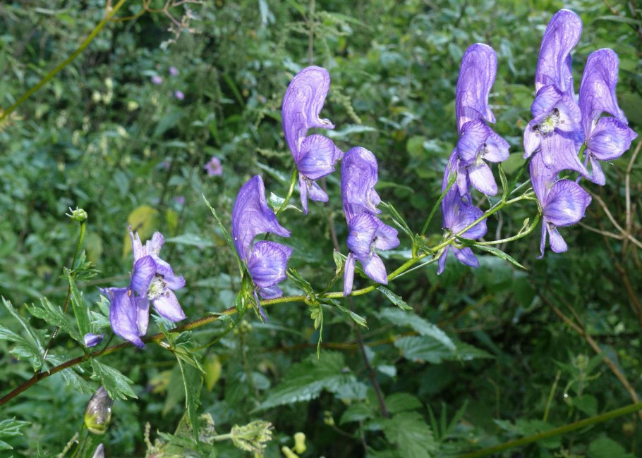 Аконит Арендса