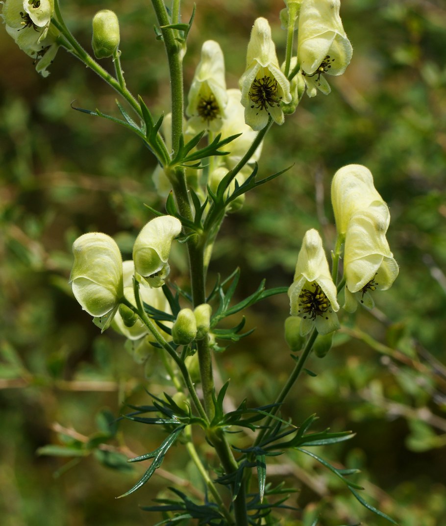 Аконит противоядный