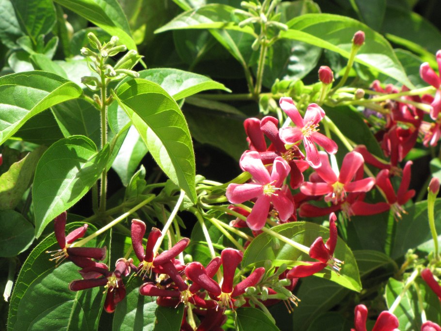 Combretum indicum