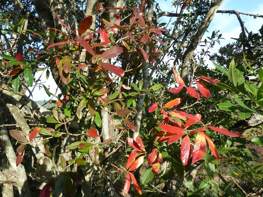 Комбретум bracteosum