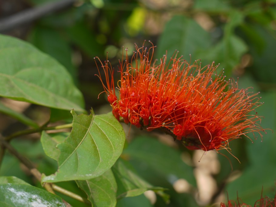 Combretum micranthum