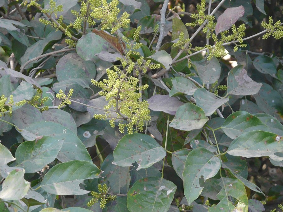 Combretum indicum