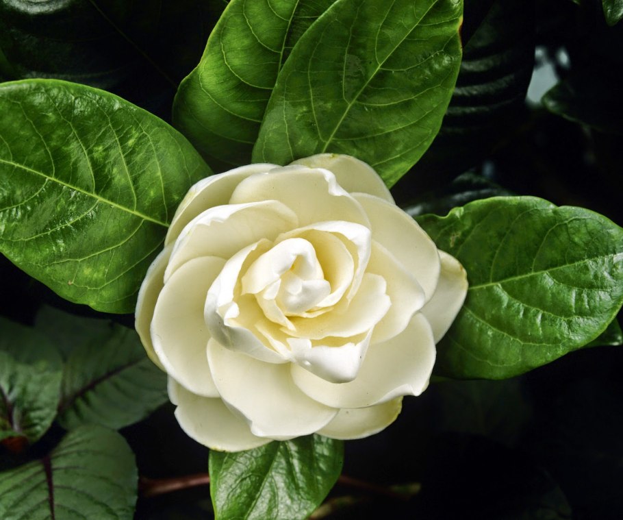 Гортензия жасминовидна