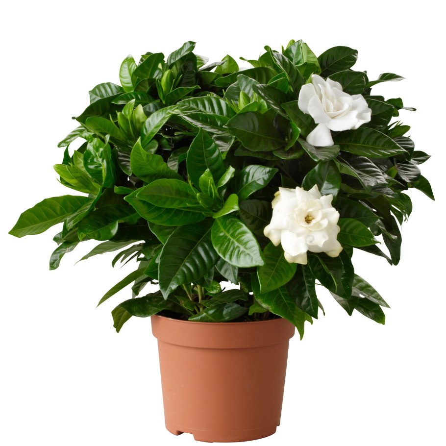 Гардения океан Пеарл