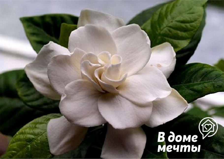 Гордения "жасминовидная