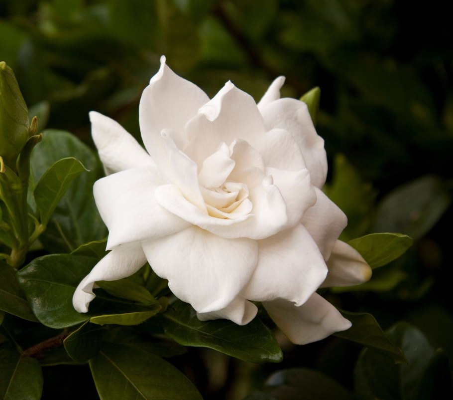 Камелия жасминовидная