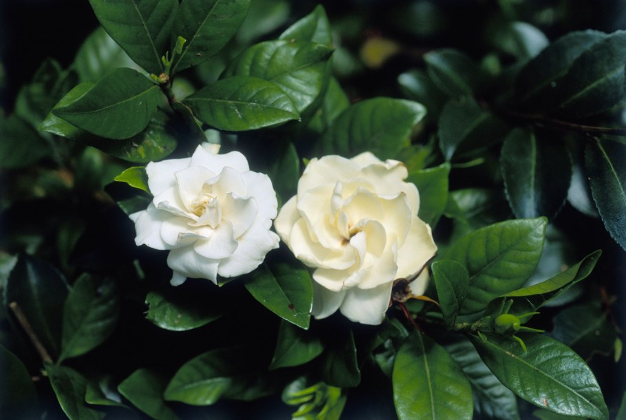 Гардения жасминовидная (gardenia jasminoides)