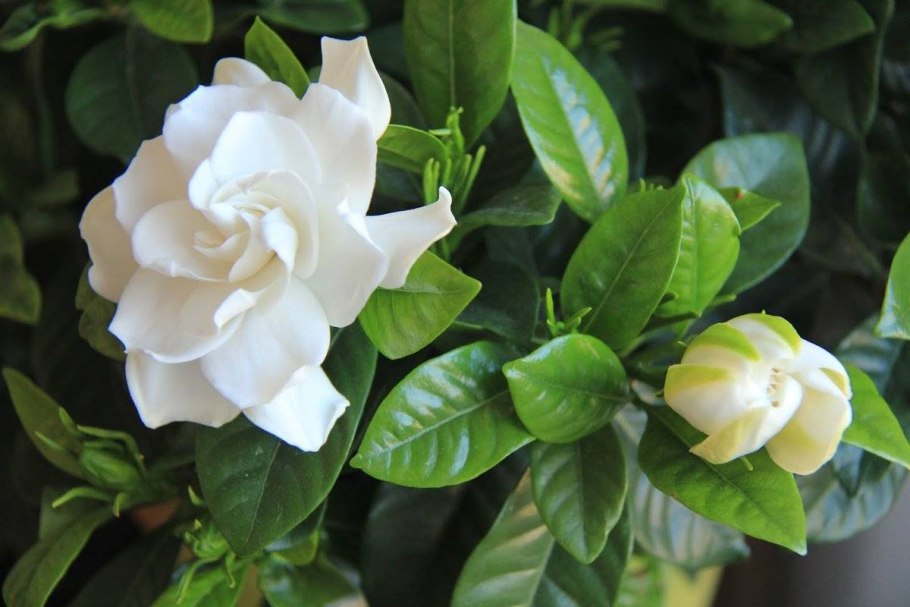 Жасминовидная гардения