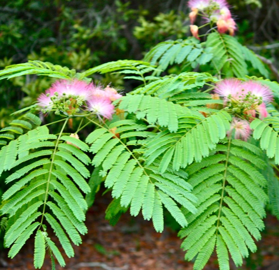 Mimosa tenuiflora семена