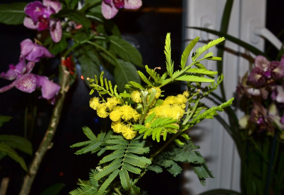 Acacia Акация дерево