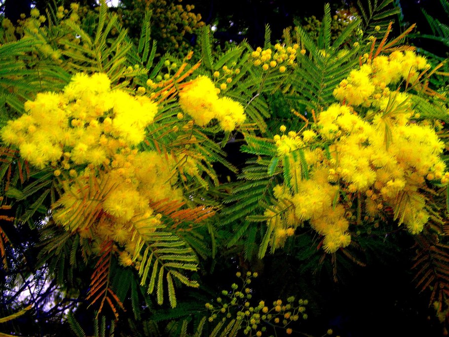 Акация Фарнеза (Acacia Farnesiana).