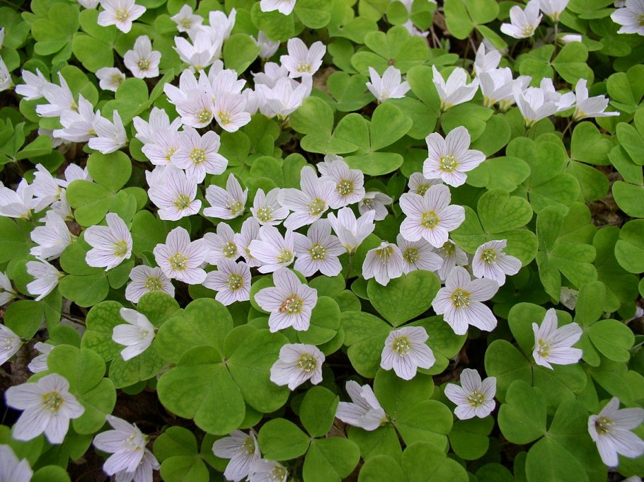 Кислица обыкновенная (Oxalis acetosella)