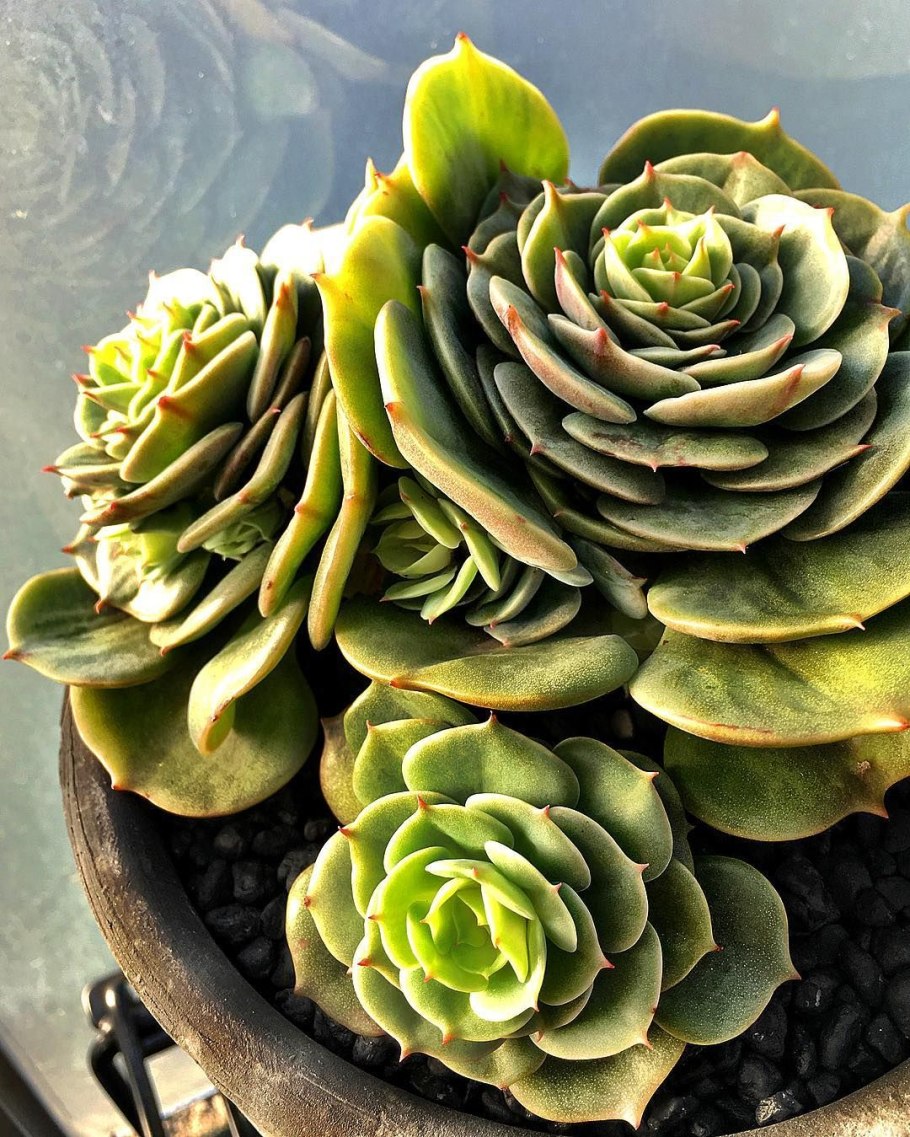 Эхеверия Саншайн