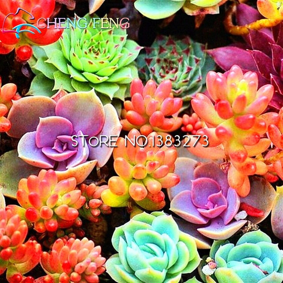 Эчеверия эхеверия