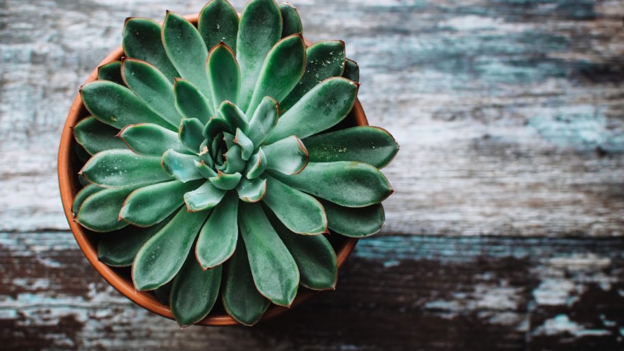 Суккуленты остролистые