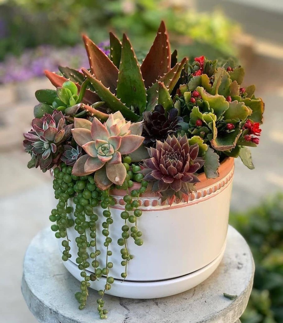 Суккулент эхеверия Echeveria