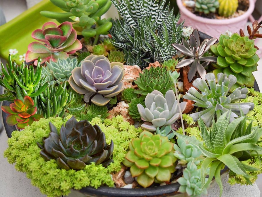 Суккулент эхеверия Кэрол