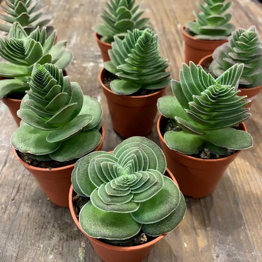 Суккулент Литопс микс