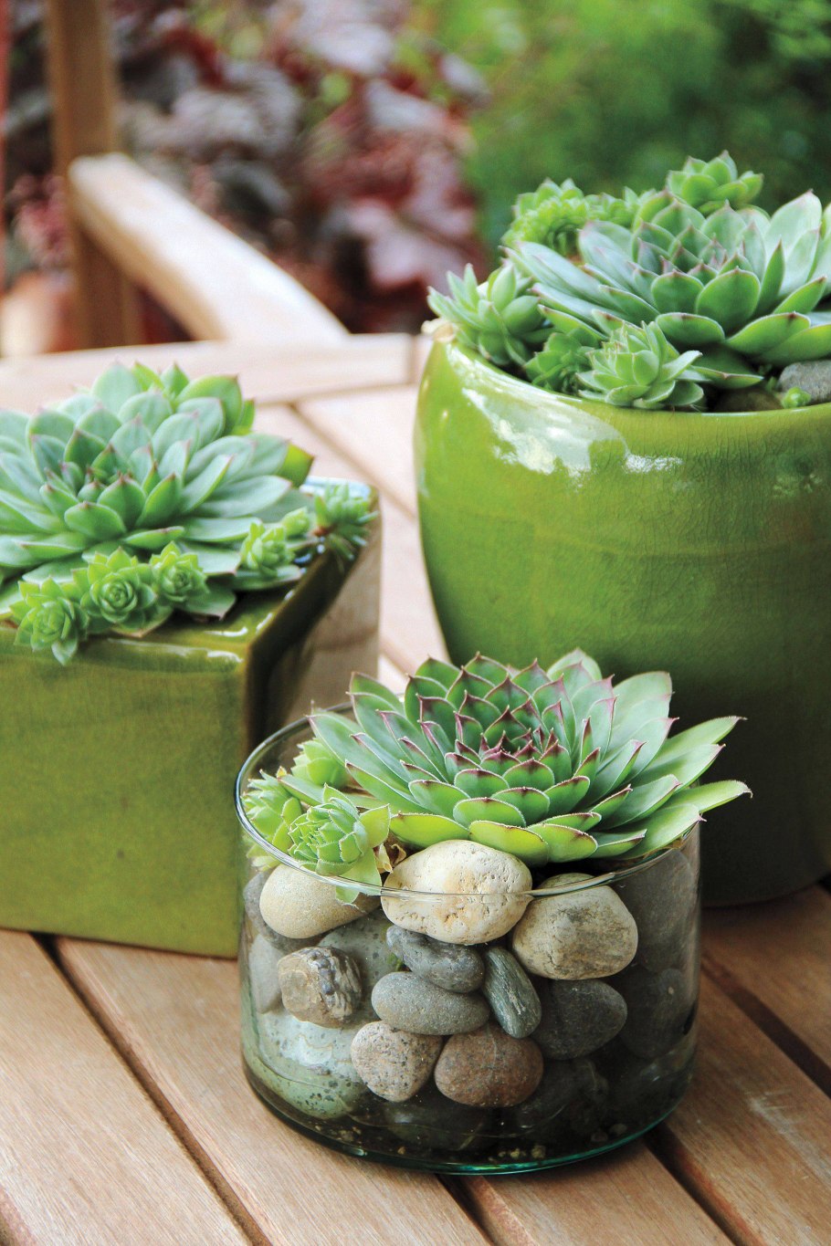 Суккулент плантс