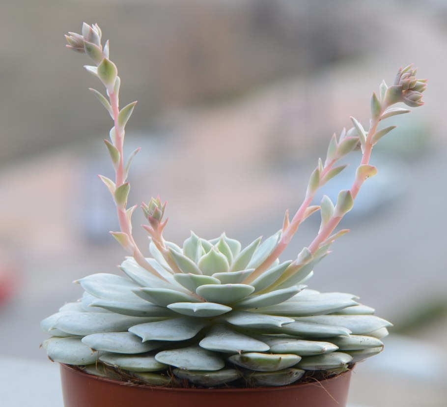 Суккулент плантс