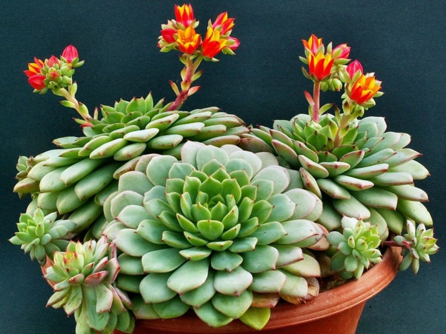 Горноколосник иваренге