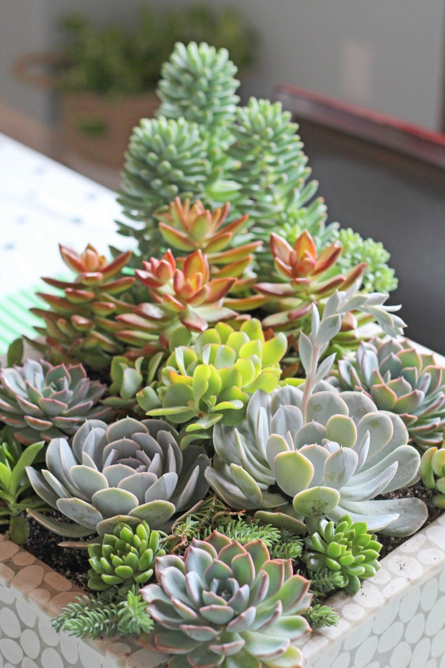 Суккулент седум Моргана