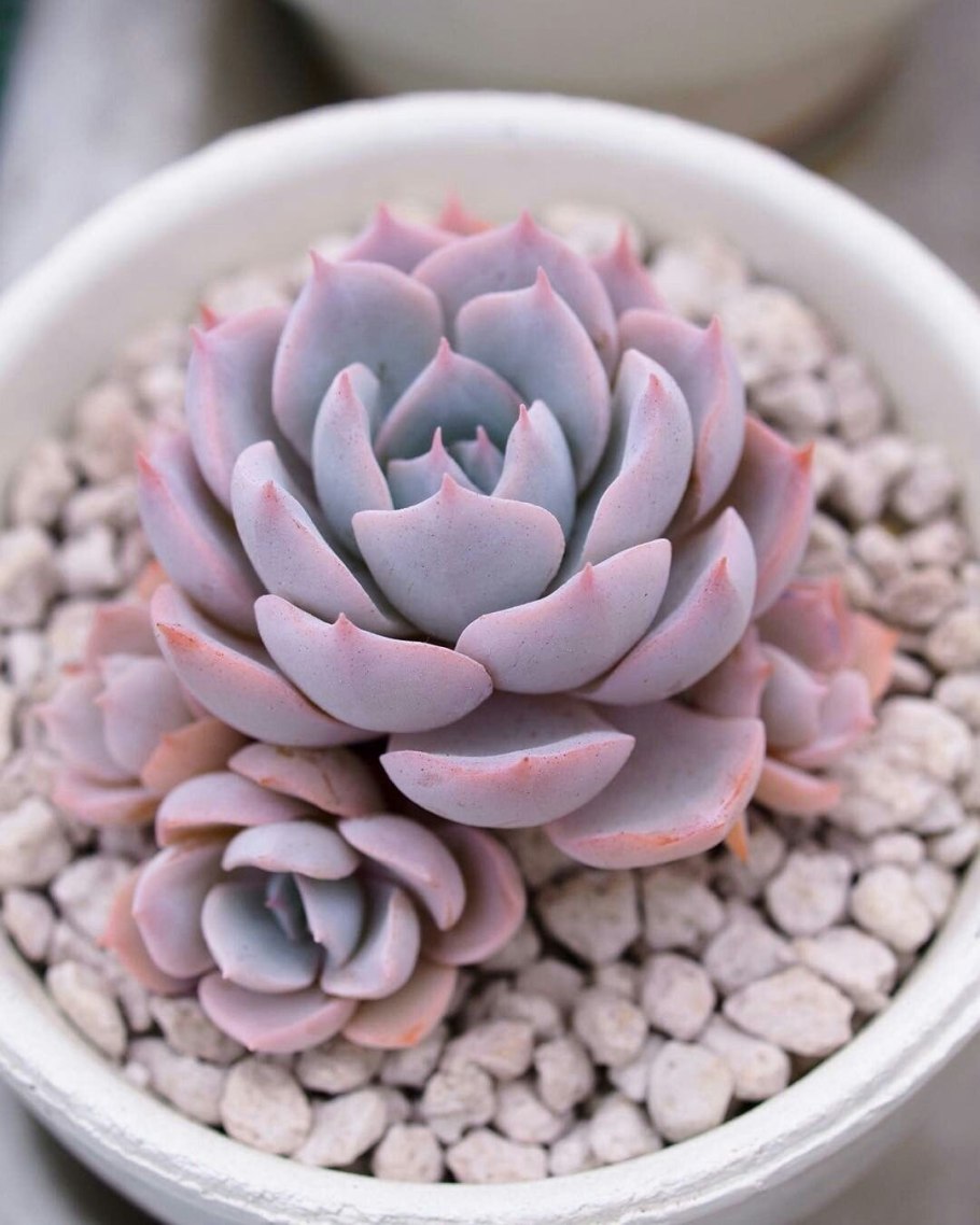 Суккуленты Алоэвидные