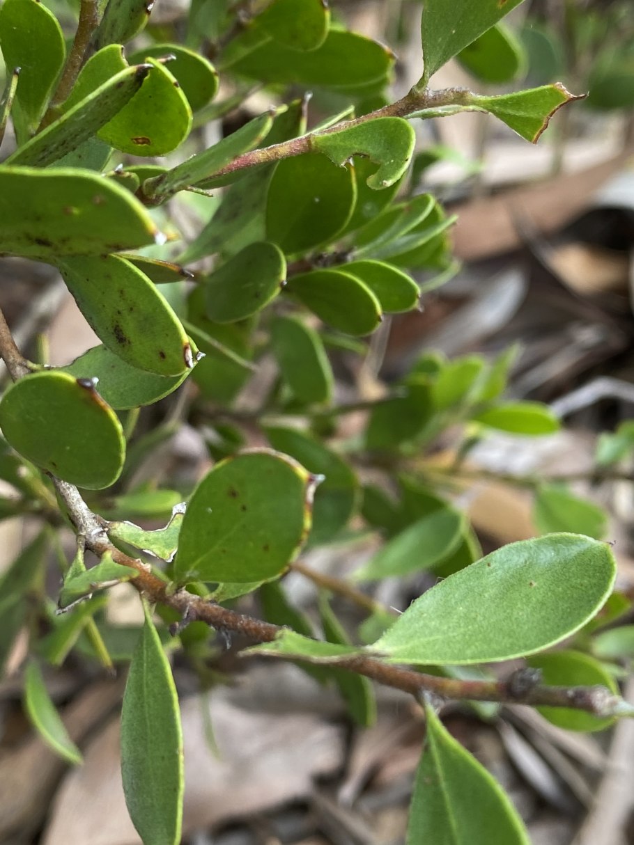 Persoonia pinifolia r. br. – Персония игольчатолистная