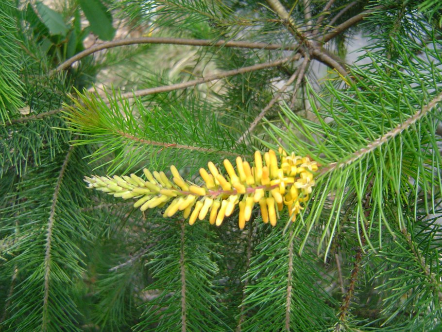Persoonia acerosa Sieber ex Schult. Et Schult. Fil. – Персония клёновая