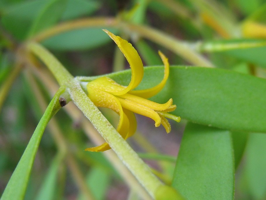 Persoonia acerosa – Персония клёновая