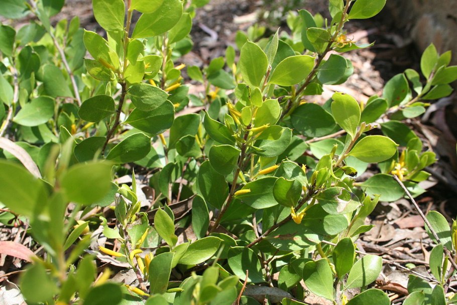 Persoonia acerosa – Персония клёновая