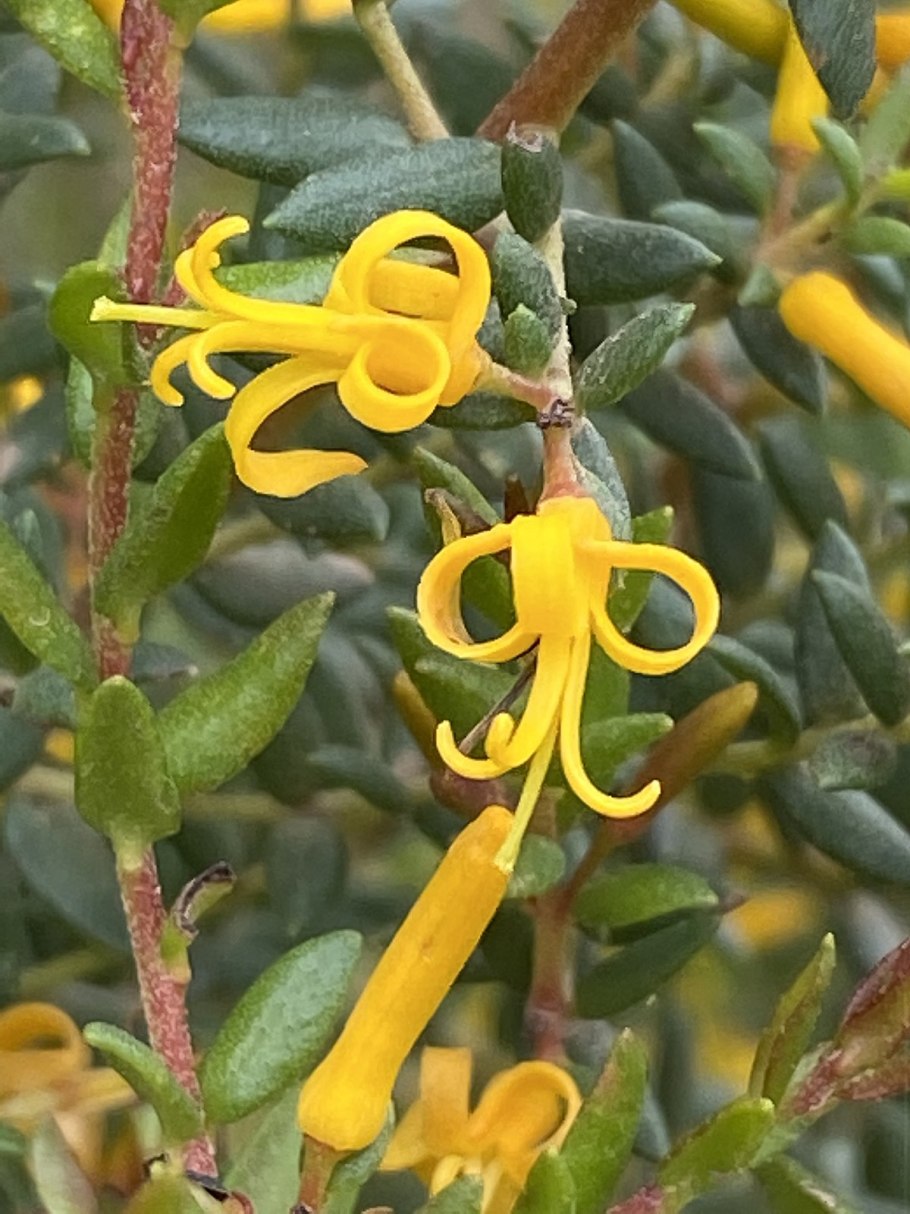 Grevillea juniperina