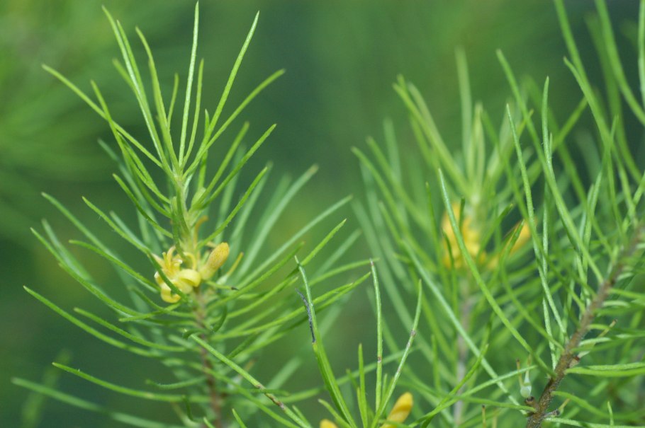 Persoonia pauciflora