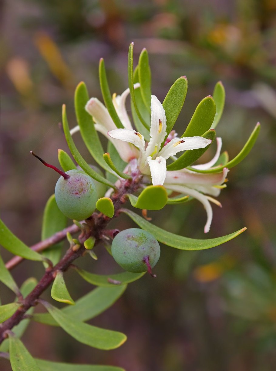 Anacampserotaceae Grahamia