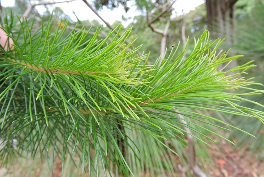 Persoonia acerosa – Персония клёновая