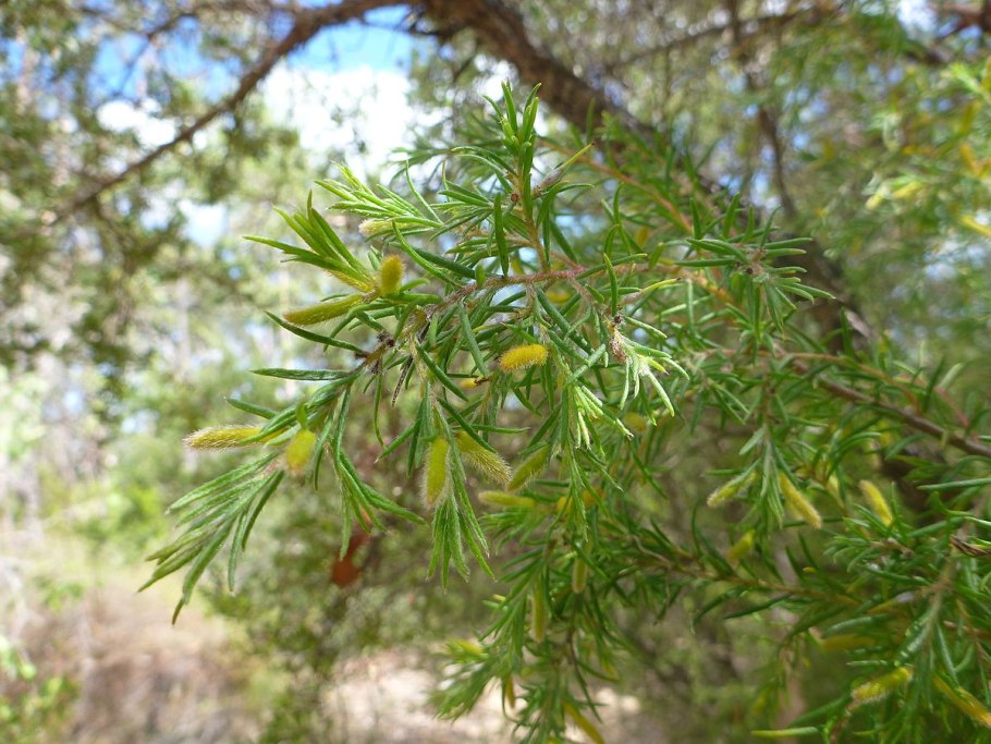Juniperus virginiana