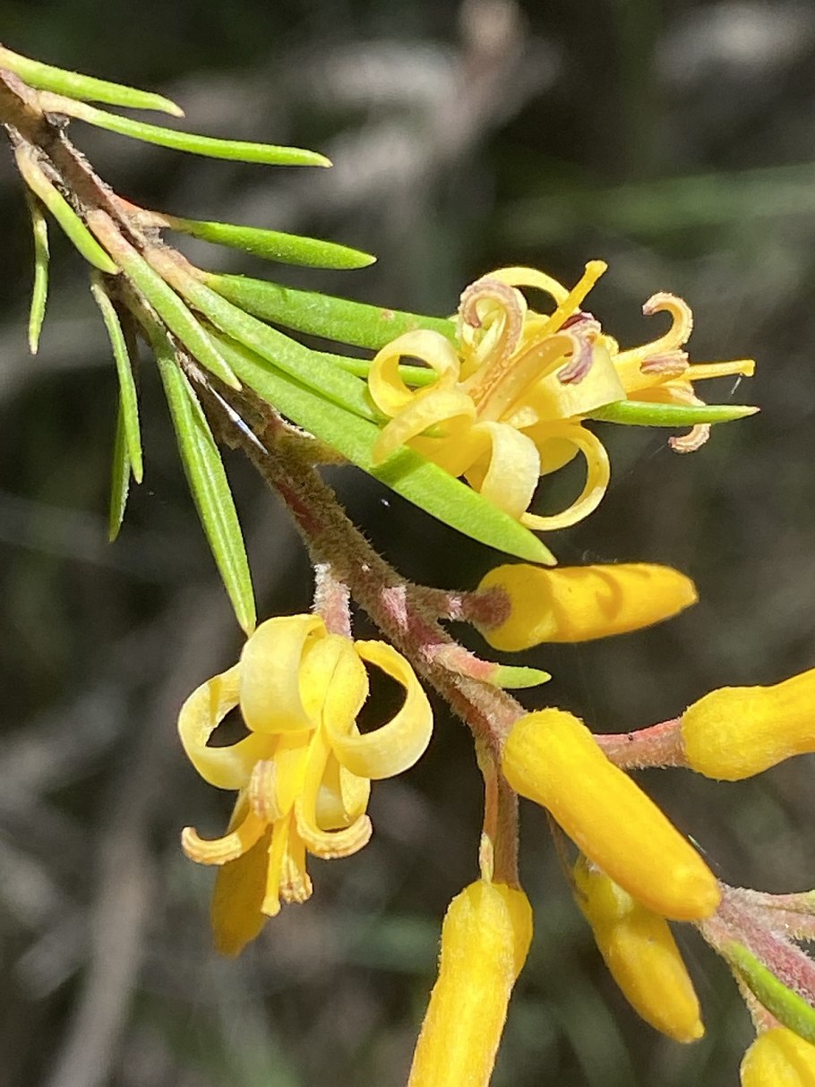 Sideroxylon grandiflorum