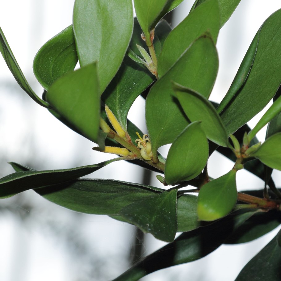 Persoonia acerosa – Персония клёновая