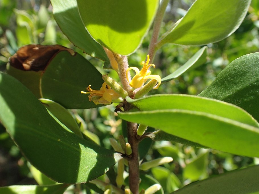 Persoonia pinifolia r. br. – Персония игольчатолистная