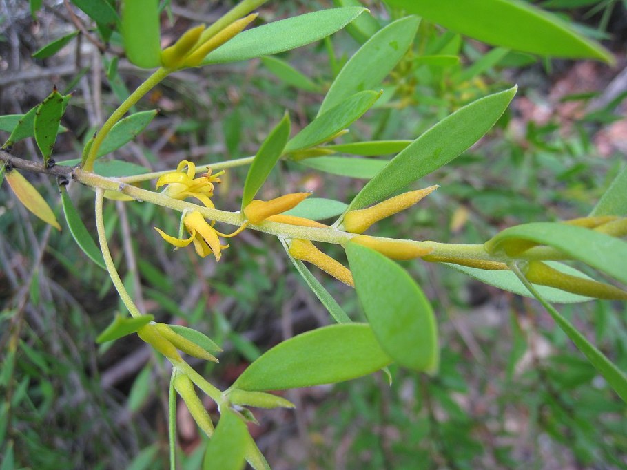 Jacquiniella teretifolia