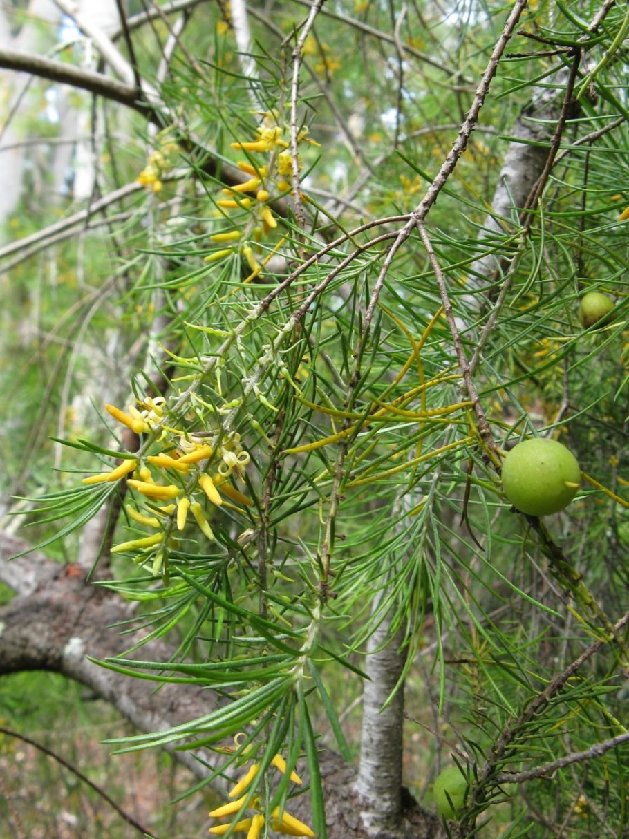 Семейство Роасеае