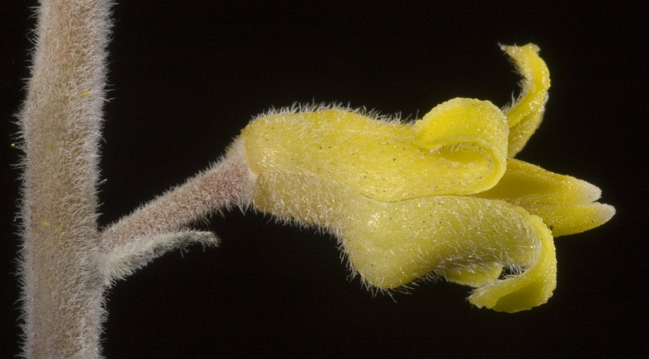 Парк молодых сосен