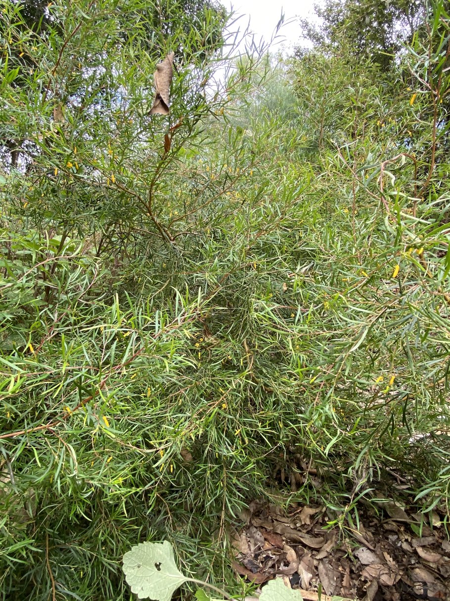 Ива лохолистная salix elaeagnos