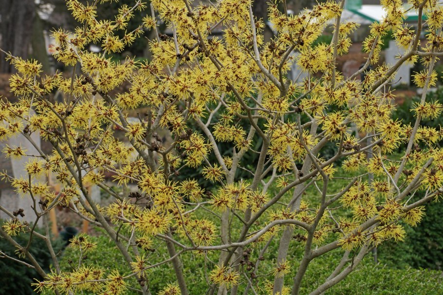 Гамамелис кустарник